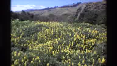 Big Sur California USA (1980): A Meadow Of Yellow Flowers Near A Mountain And A