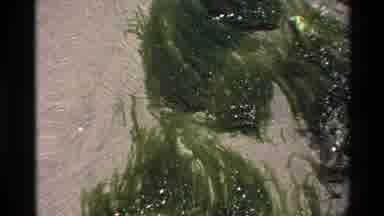 Big Sur California USA (1980): Large Grass Soaking In The Water Upon The Sandy