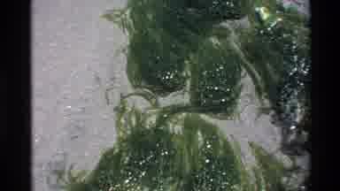 Big Sur California USA (1980): Water Stream Over Sandy Beach Moving Algae Along