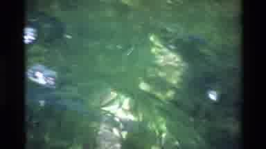 Big Sur California USA (1980): Air Bubble Foam Floating Top Of Murky Greenish