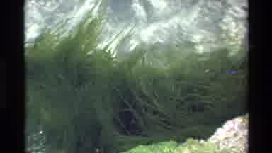 Big Sur California USA (1980): Beautiful Flowing Water Filled With Seaweed Like