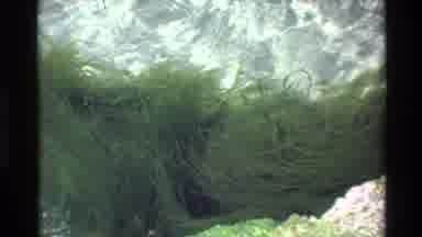 Big Sur California USA (1980): Cleaning Beautiful Water