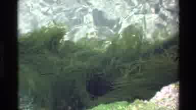 Big Sur California USA (1980): Lots Of Green Water Plants Under The Water