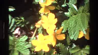 Big Sur California USA (1980): Beautiful Yellow Flowers Where They Attract Many