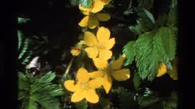 Big Sur California USA (1980): Plants With Small Leaves But With Beautiful Yellow
