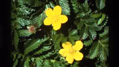 Big Sur California USA (1980): Flowers Gently Blowing In The Wind