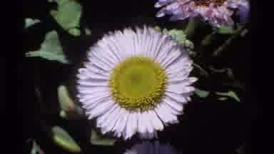 Big Sur California USA (1980): Flowers In A Sunny Garden And Rock Surrounded By