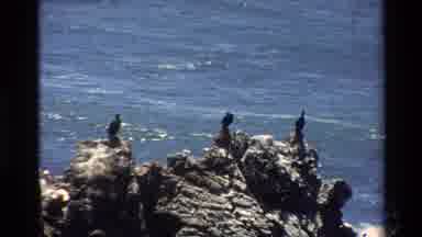Big Sur California USA (1980): Three Birds On A Rock Formations Near The Blue
