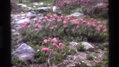 Big Sur California USA (1980): Pink Beautiful Flowers In The Garden Of Outside