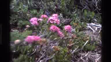 Big Sur California USA (1980): Flowers Cannot Blossom Without Sunshine Alike A Man
