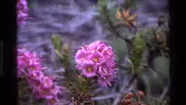 Big Sur California USA (1980): Pink Flowers On Green Plants Growing Close To The