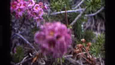 Big Sur California USA (1980): Close Up Of Purple Flowers With Pine Bushes Behind