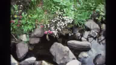 Big Sur California USA (1980): Pink Flower Blooming By Quiet Stream On A Clear Day