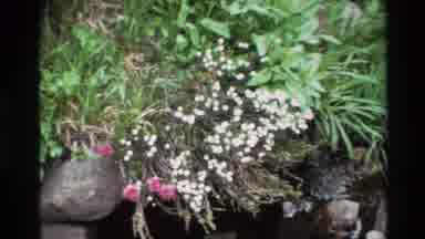 Big Sur California USA (1980): The Flowers Are Blossoms Nice It Looks So Pretty