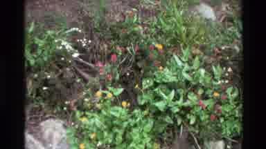 Big Sur California USA (1980): Red And Yellow Flowers In Nature With A Close Up Of