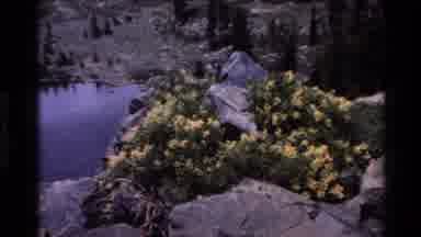 Big Sur California USA (1980): Yellow Flowers And Rocks By Quiet Pond On Clear Day