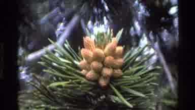 Big Sur California USA (1980): Pink Flowers Blowing And One From A Pine Tree