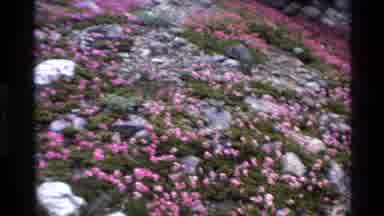 Big Sur California USA (1980): Beautiful Pink Blooms Across The Landscape