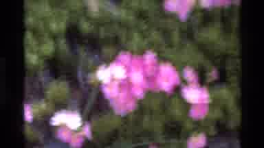 Big Sur California USA (1980): Pink And White Flowers Top A Mass Of Green Foliage