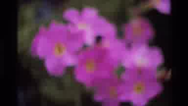 Big Sur California USA (1980): Out Of Focus Shot Of Pink Flowers And A