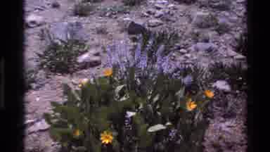 Big Sur California USA (1980): Painted Sign In A Park Points The Direction Of