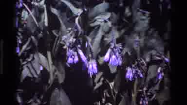 Big Sur California USA (1980): Pretty Wild Flowers Seem To Be Dying While Lying