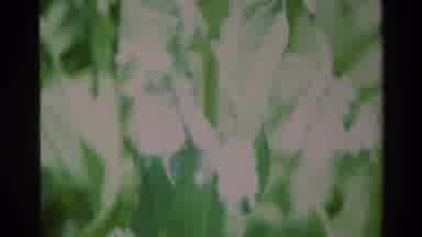 Big Sur California USA (1980): Garden Featuring White Flowers Hanging Purple