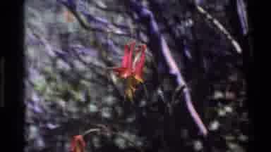 Big Sur California USA (1980): Colorful Scene Of Flowers