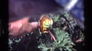 Big Sur California USA (1980): Very Beautiful Aromatic Agriculture View With A