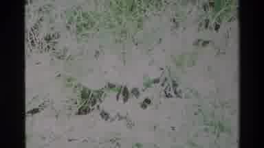 Big Sur California USA (1980): Clip Showing Small White Flowers In The Wild