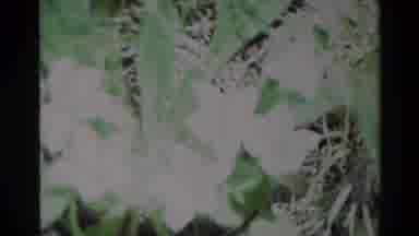 Big Sur California USA (1980): Hiking Trip With Adults And Children
