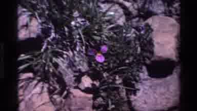 Big Sur California USA (1980): Purple Flower On Bush Shakes And Shivers In The