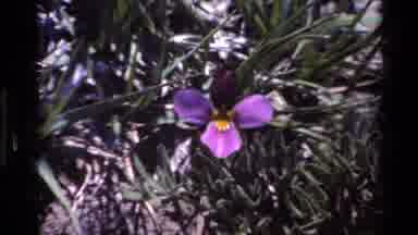 Big Sur California USA (1980): Wild Bird On Purple Flower And Mountain Range With