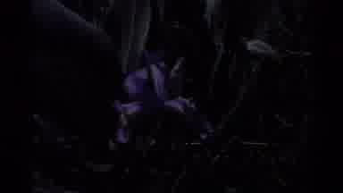 Big Sur California USA (1980): Tree Flowers Scenic Landscape Leaves Old Purple