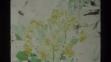 Big Sur California USA (1980): Several Plants Are Shown Having Different Colored
