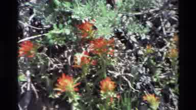 Big Sur California USA (1980): Sun Shining On Brightly Colored Wildflowers Dried