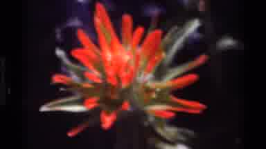 Big Sur California USA (1980): Flowers Blooming And Showing Off Their Colors Of