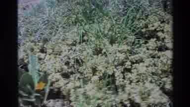 Big Sur California USA (1980): Yellow Color Flower With Green Color Background