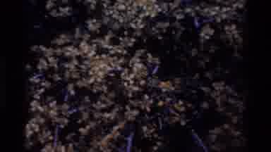 Big Sur California USA (1980): Look At Fall Foliage Up Close