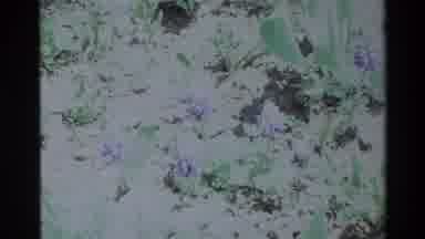 Big Sur California USA (1980): Blooming Purple Flowers With Green Foliage Growing