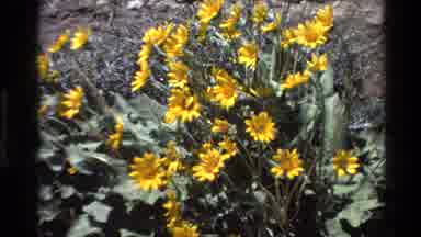 Big Sur California USA (1980): Violet And Yellow Flowers Bloom In Grey Soil On A
