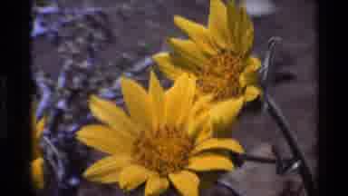 Big Sur California USA (1980): Yellow Flowers Swaying In Breeze Small Yellow