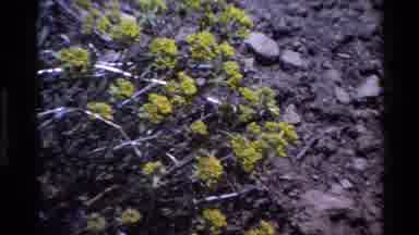 Big Sur California USA (1980): Yellow Flowers And Greenery In The Landscape