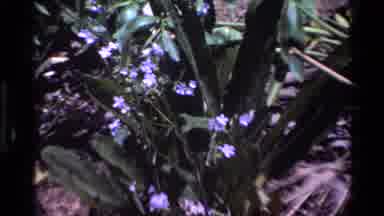 Big Sur California USA (1980): Coming Across A Beautiful Flower In The Middle Of