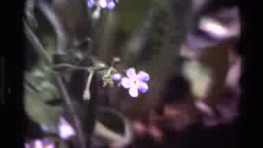 Big Sur California USA (1980): Small Blue Flowers With Green Leaves And Yellow