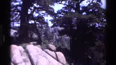 Big Sur California USA (1980): Beautiful Nature Tree And Sky In A Forest