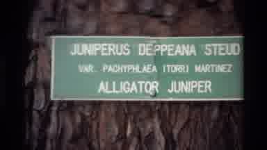 Big Sur California USA (1980): Sign Possibly Warning Of Alligators