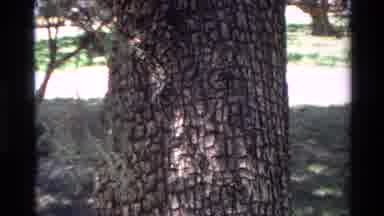 Big Sur California USA (1980): Zooming Close Up A Brown Tree Trunk With A