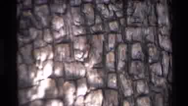 Big Sur California USA (1980): Zooming Into The Side Of A Pine Tree With Spots Of