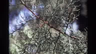 Big Sur California USA (1980): Tree Trunks Without Leaves